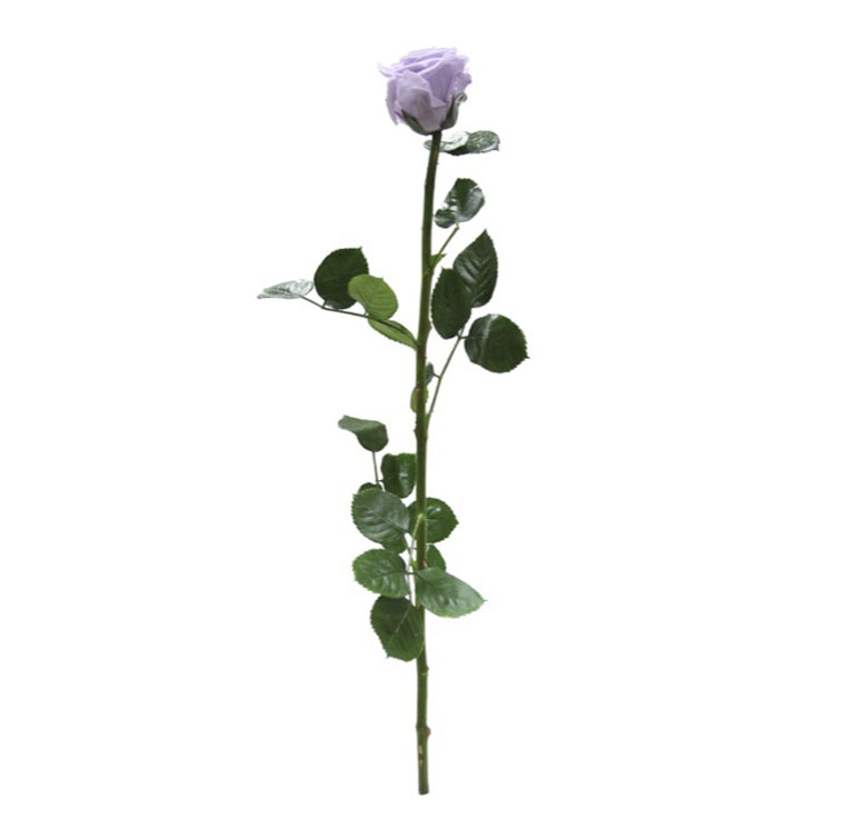 Rosa con stelo lilla