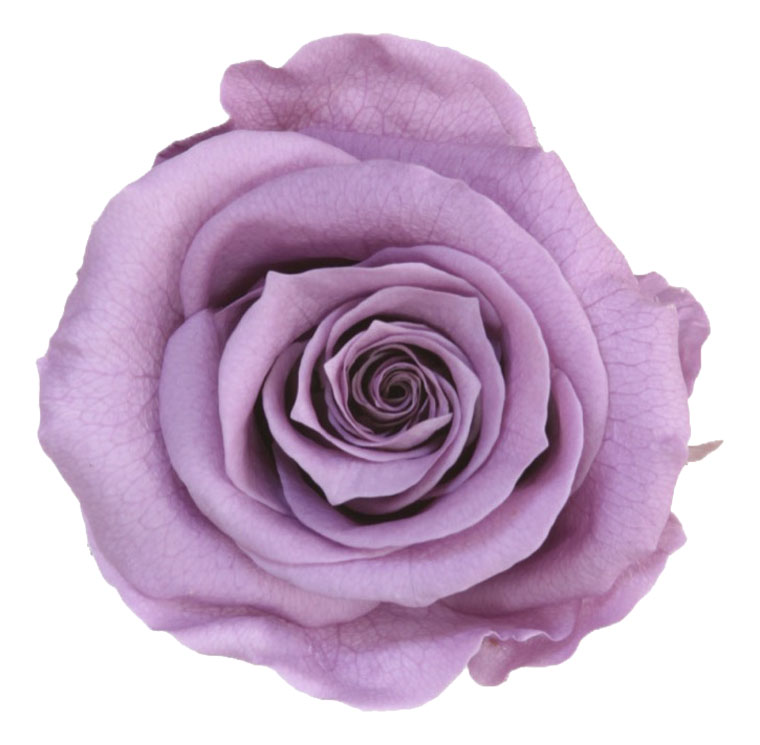 Rosa con stelo lilla - immagine 2