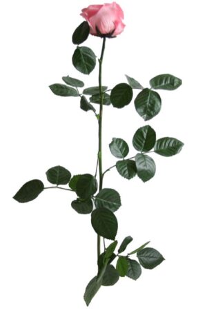 Rosa con stelo rosa pastello