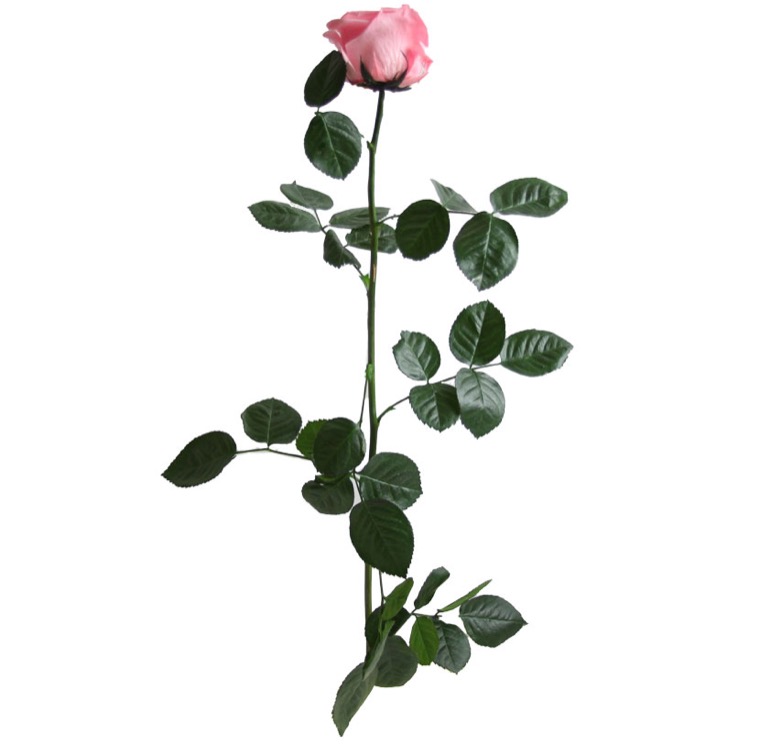 Rosa con stelo rosa pastello