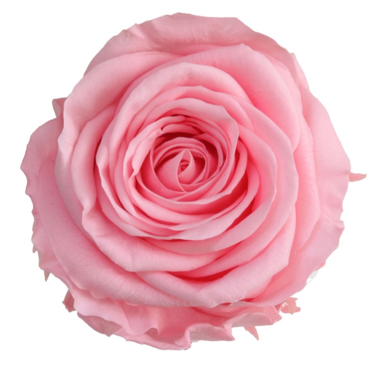 Rosa con stelo rosa pastello - immagine 2