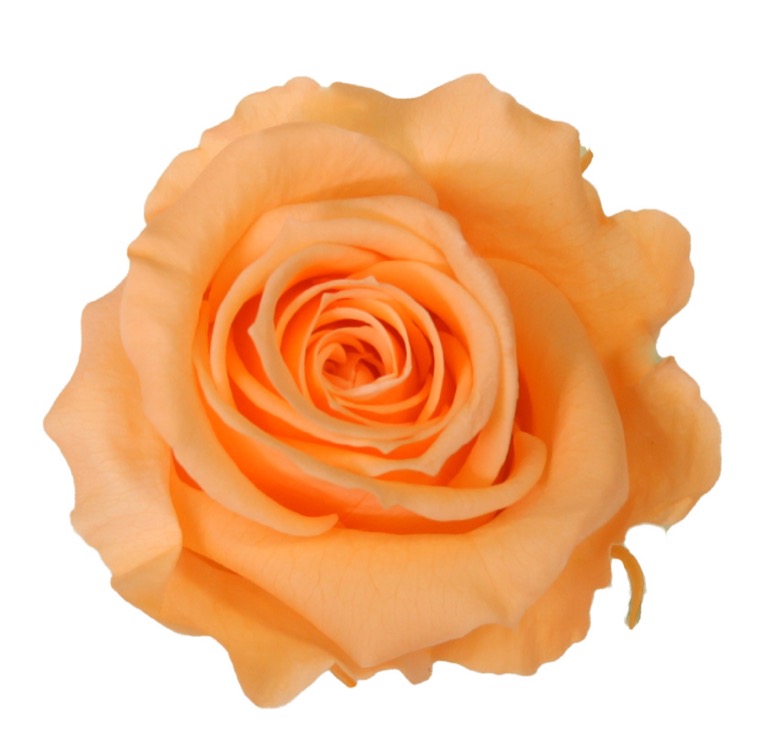 Box rosa media pesca - immagine 2
