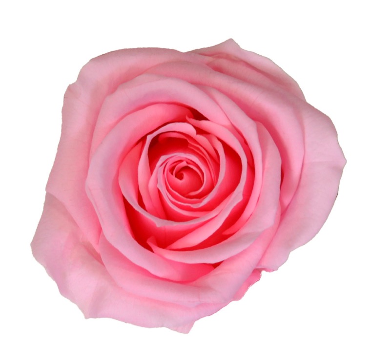 Box rosa media rosa pastello - immagine 2