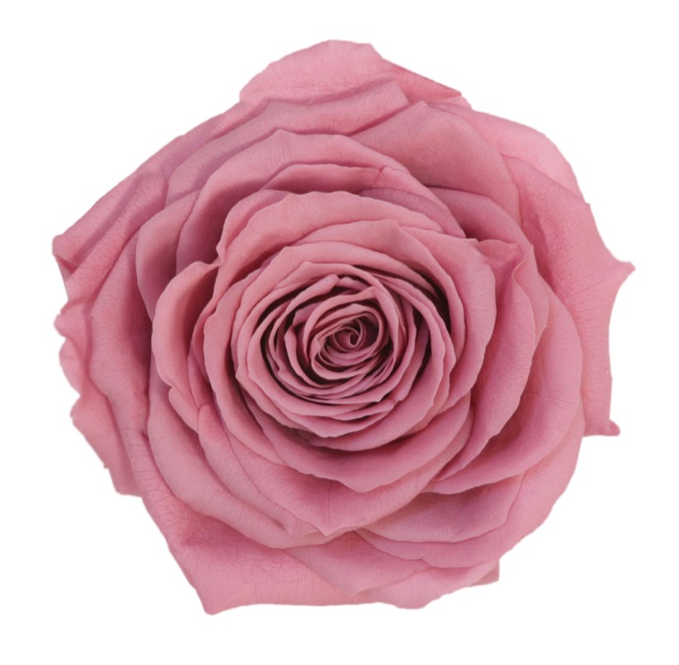 Box rose premium ciliegia - immagine 2