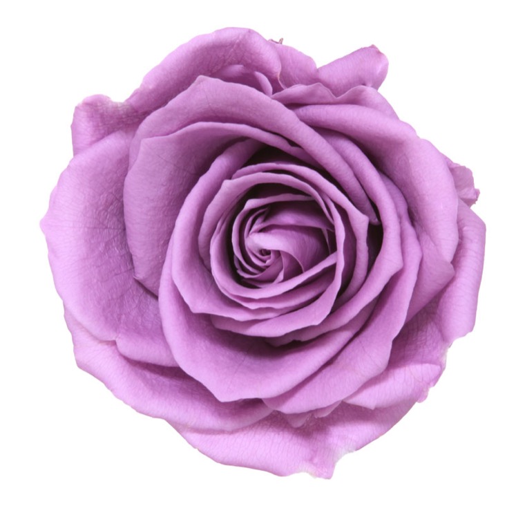 Box rose premium lilla - immagine 2