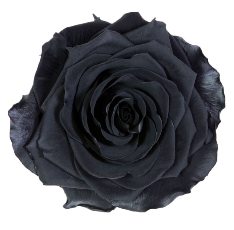 Box rose premium nere - immagine 2