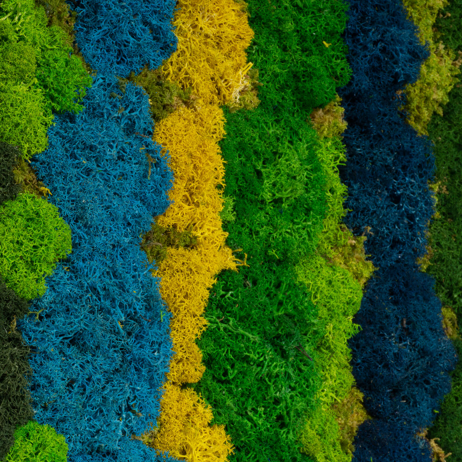 Quadro Alghe colorate di lichene - immagine 4