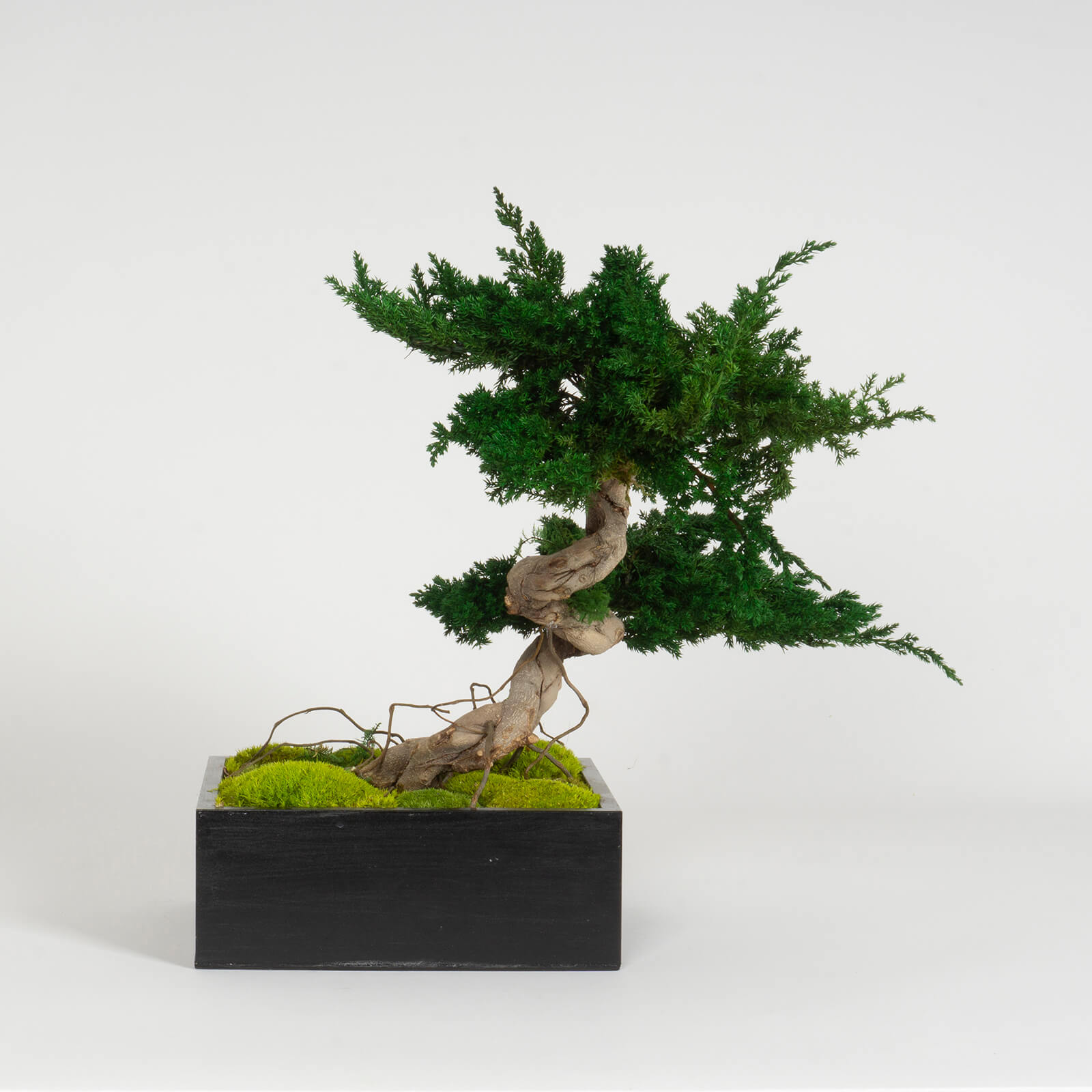 Bonsai Juniperus stabilizzato