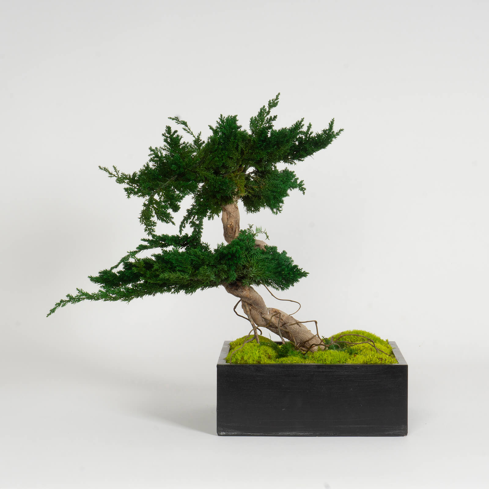 Bonsai Juniperus stabilizzato - immagine 4