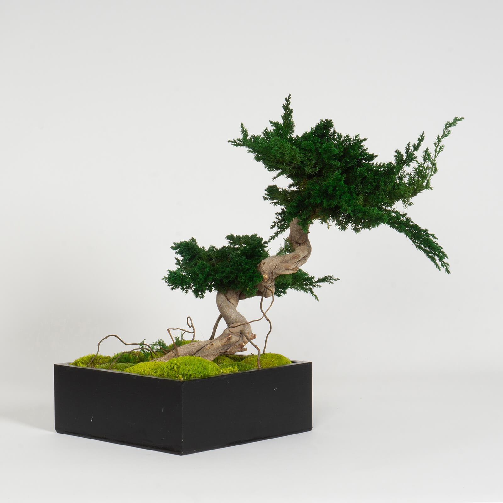 Bonsai Juniperus stabilizzato - immagine 2