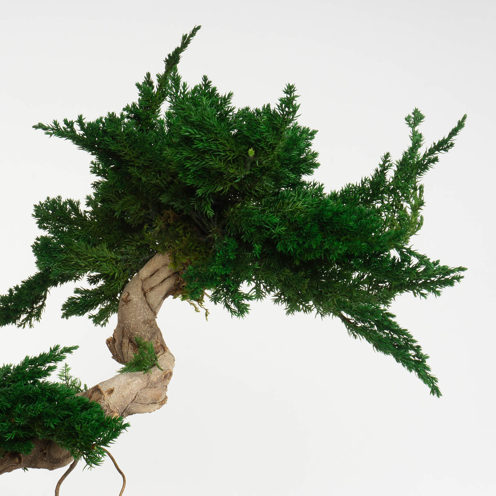 Bonsai Juniperus stabilizzato - immagine 3