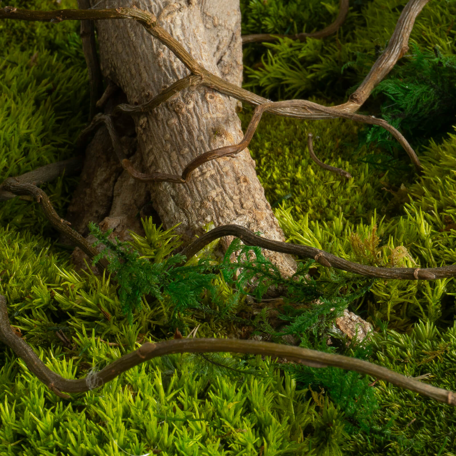 Bonsai Juniperus stabilizzato - immagine 5