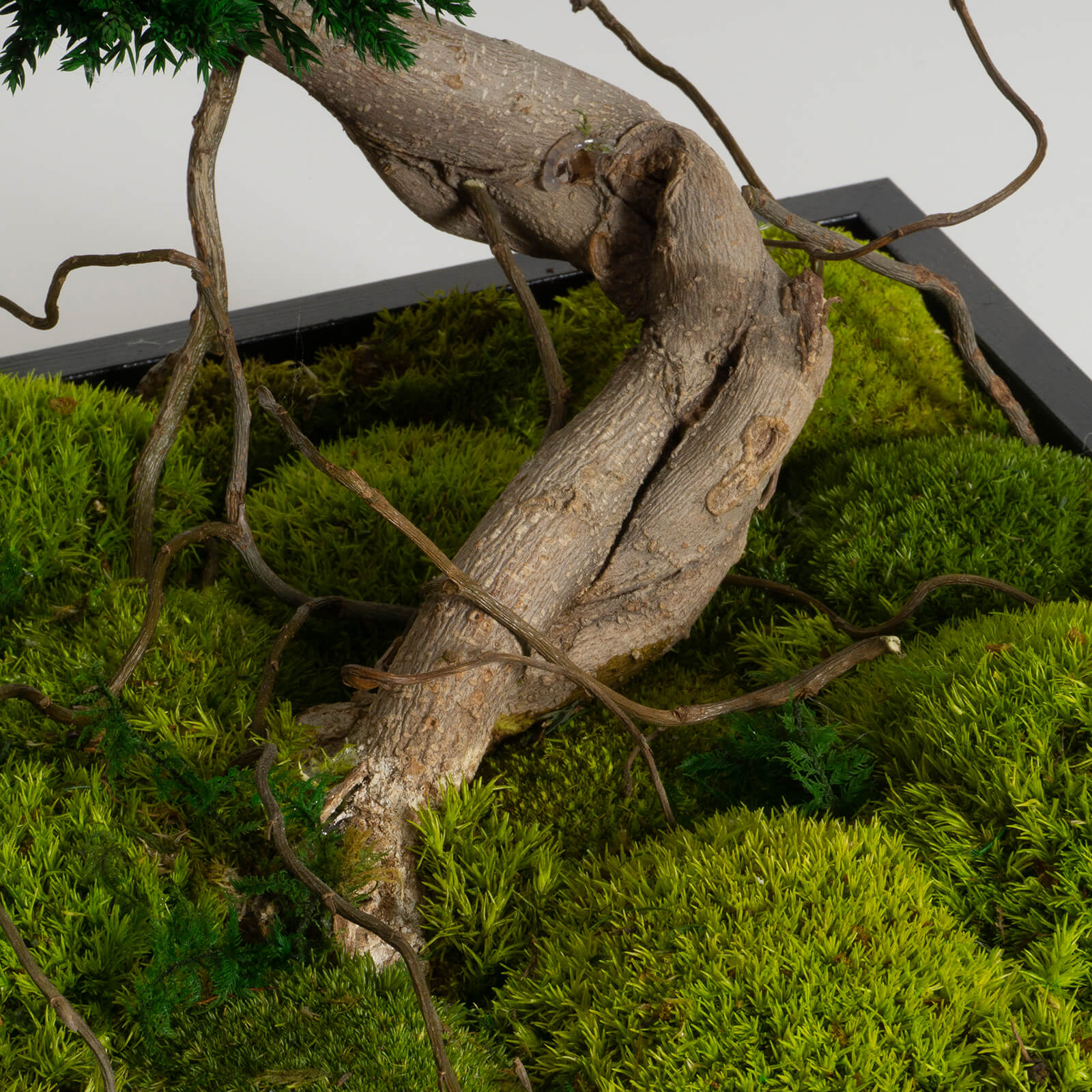 Bonsai Juniperus stabilizzato - immagine 6