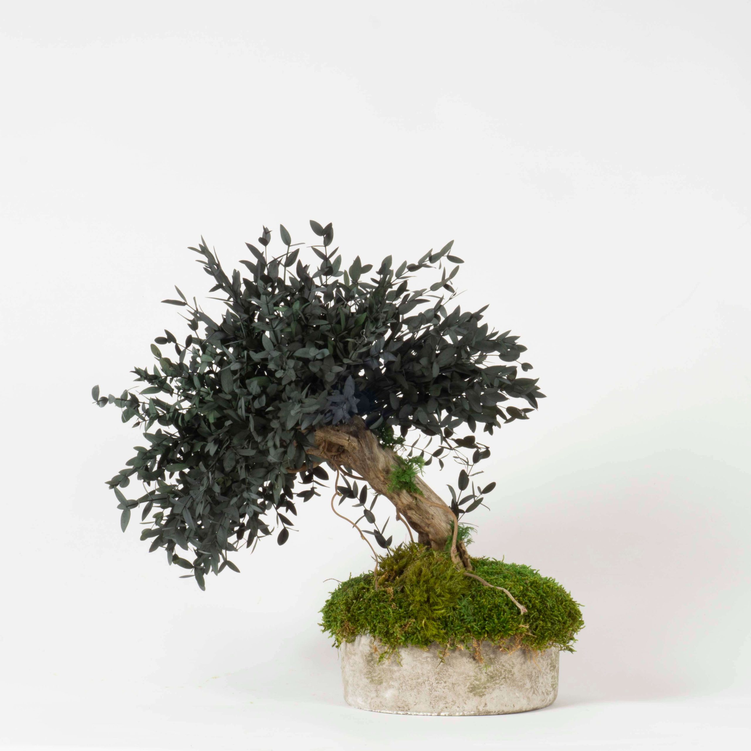 Bonsai Eucalipto stabilizzato