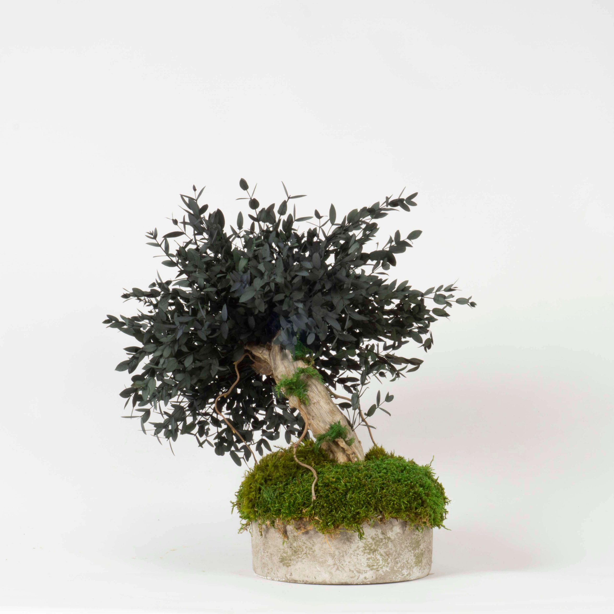 Bonsai Eucalipto stabilizzato - immagine 2