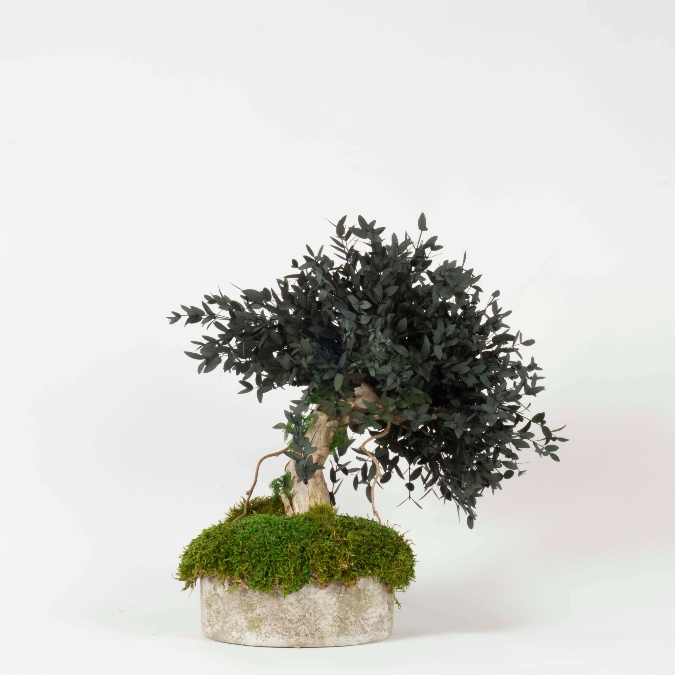 Bonsai Eucalipto stabilizzato - immagine 3