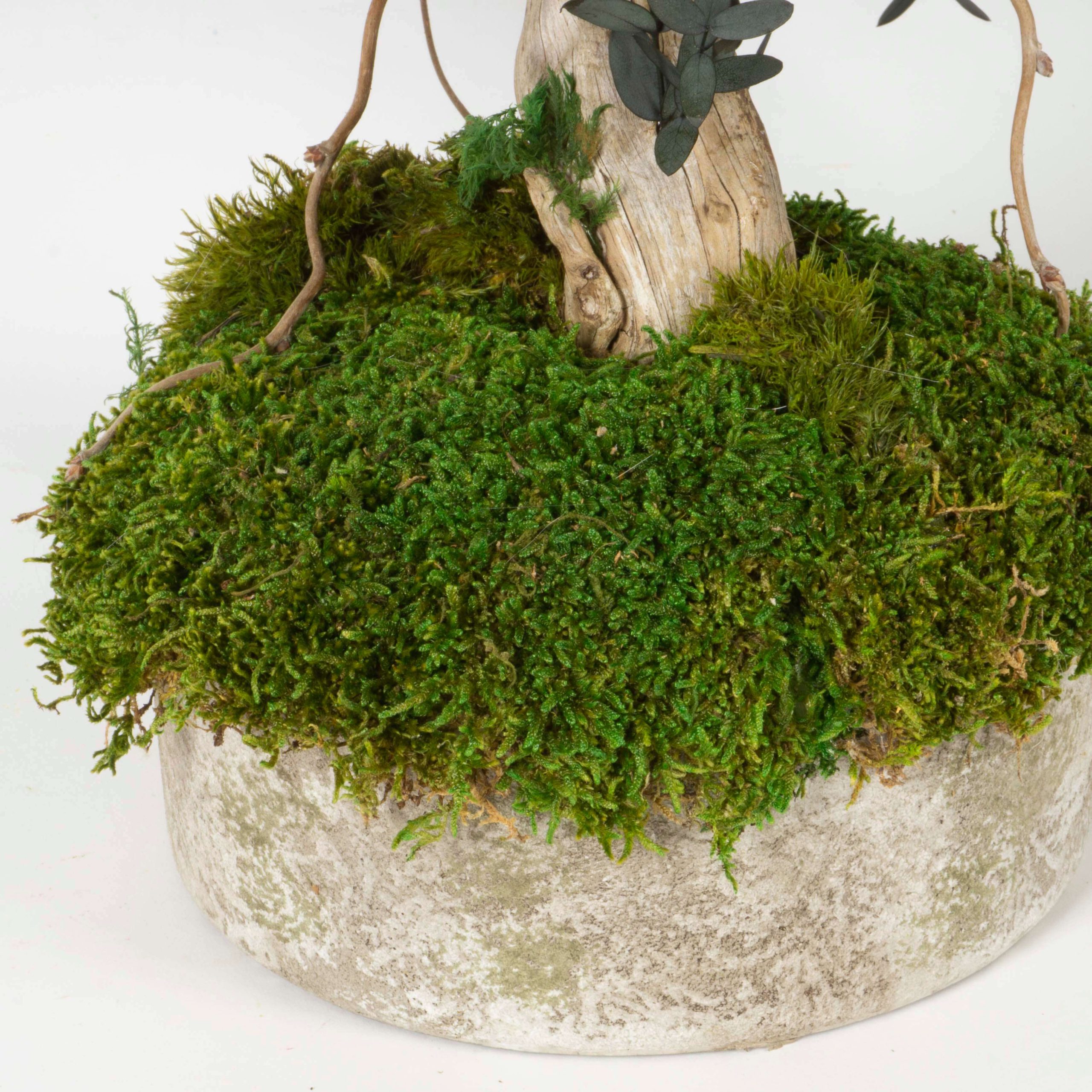 Bonsai Eucalipto stabilizzato - immagine 6
