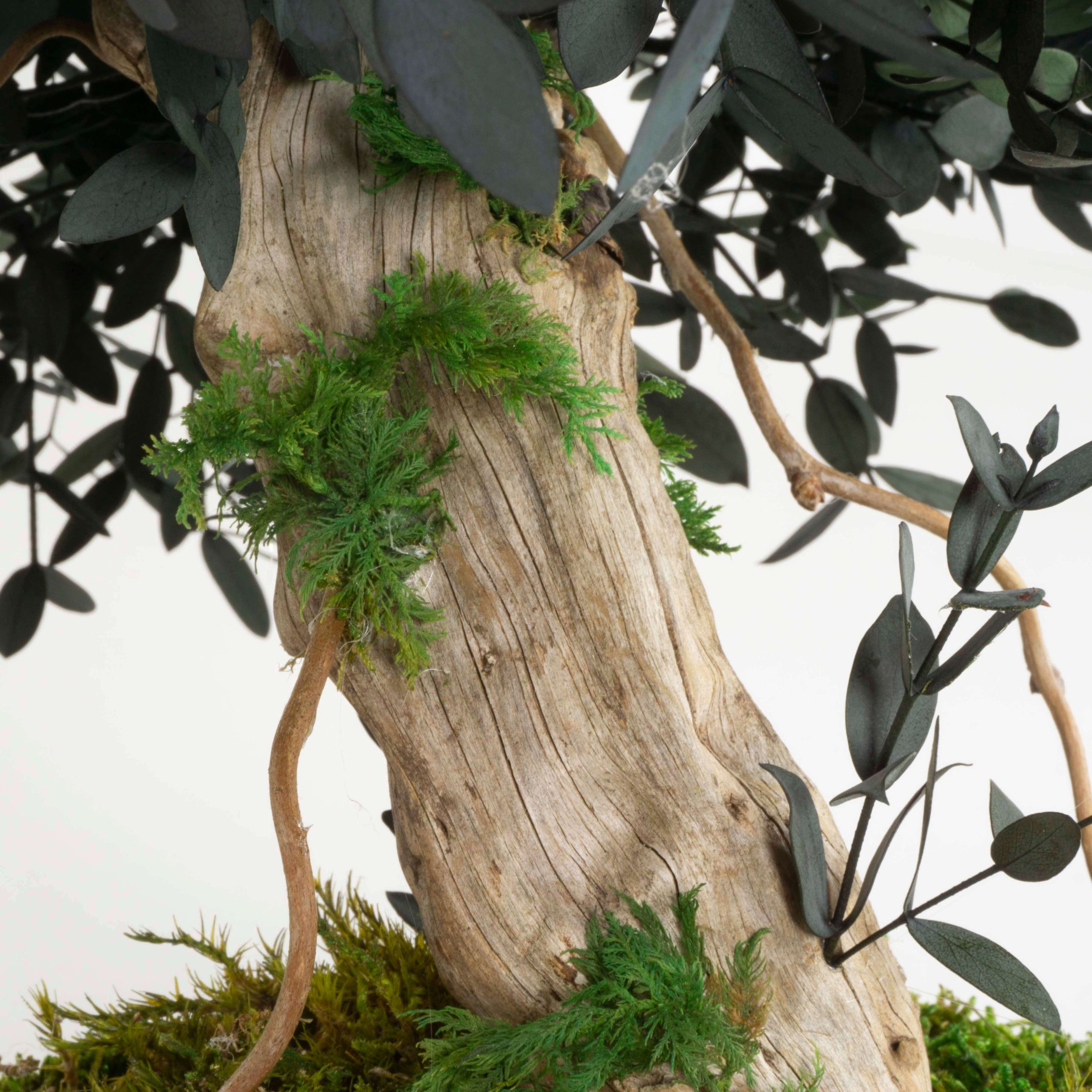 Bonsai Eucalipto stabilizzato - immagine 4