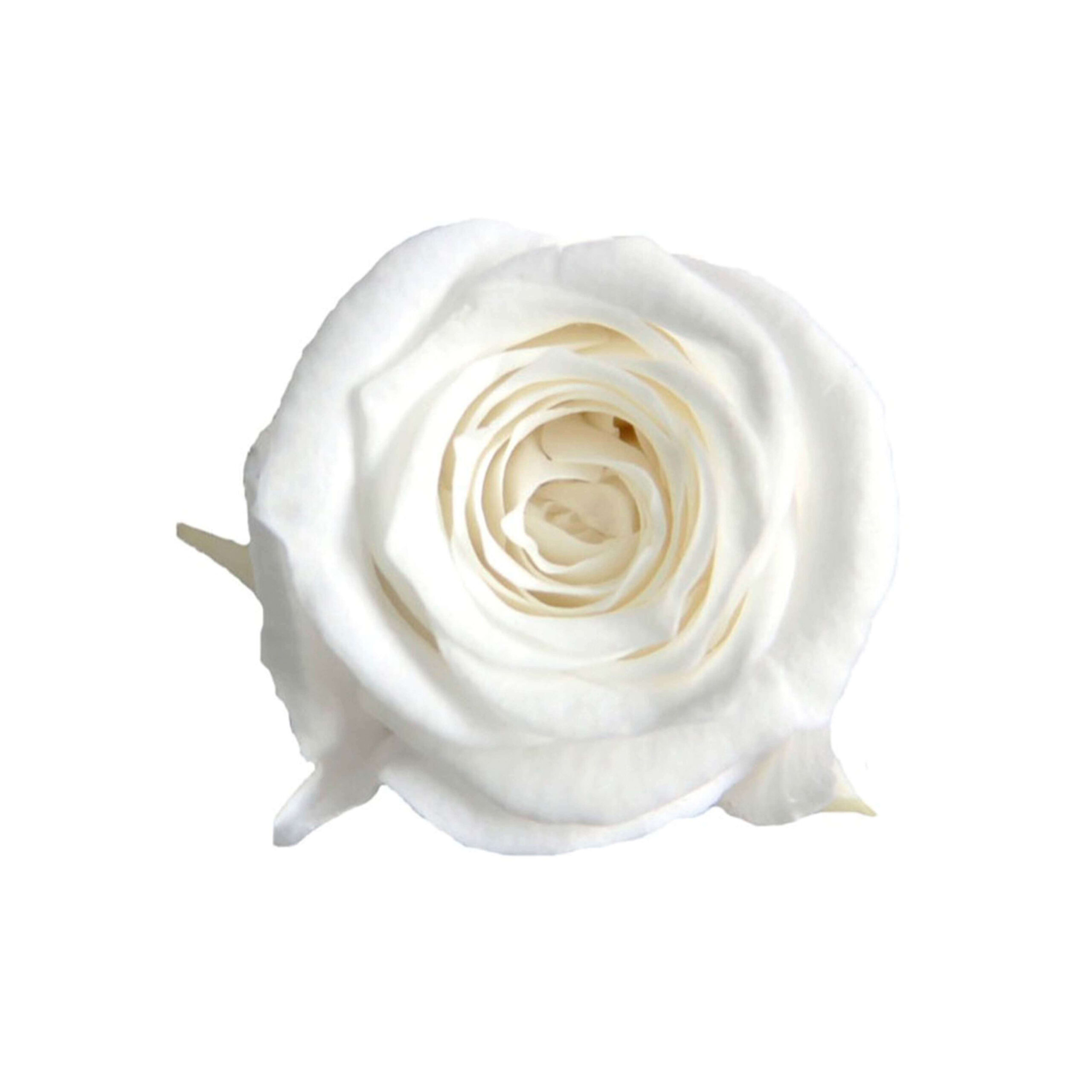 Box mini rose bianca - immagine 2