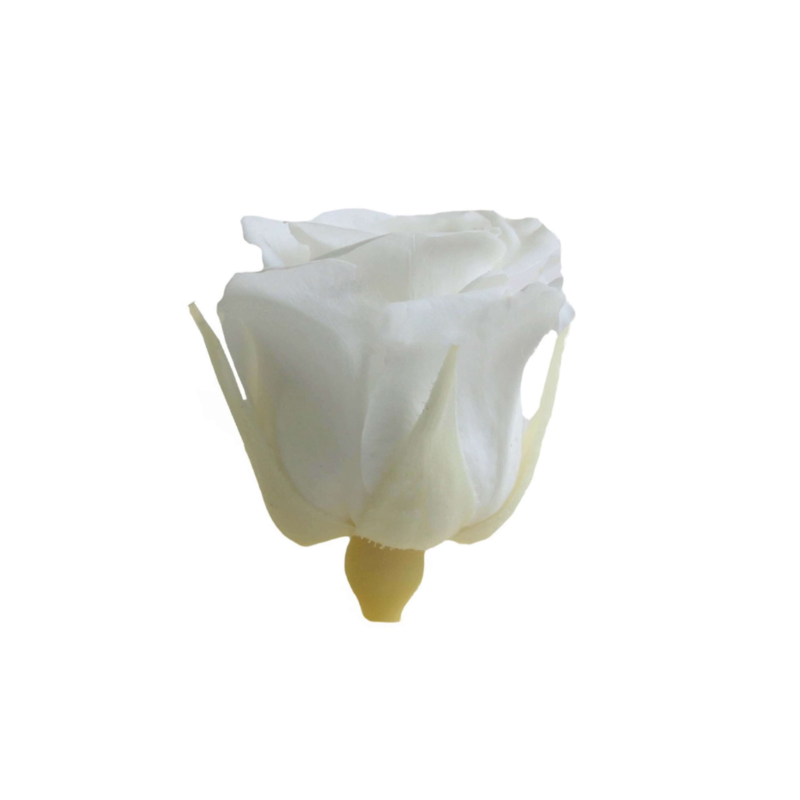 Box mini rose bianca - immagine 3