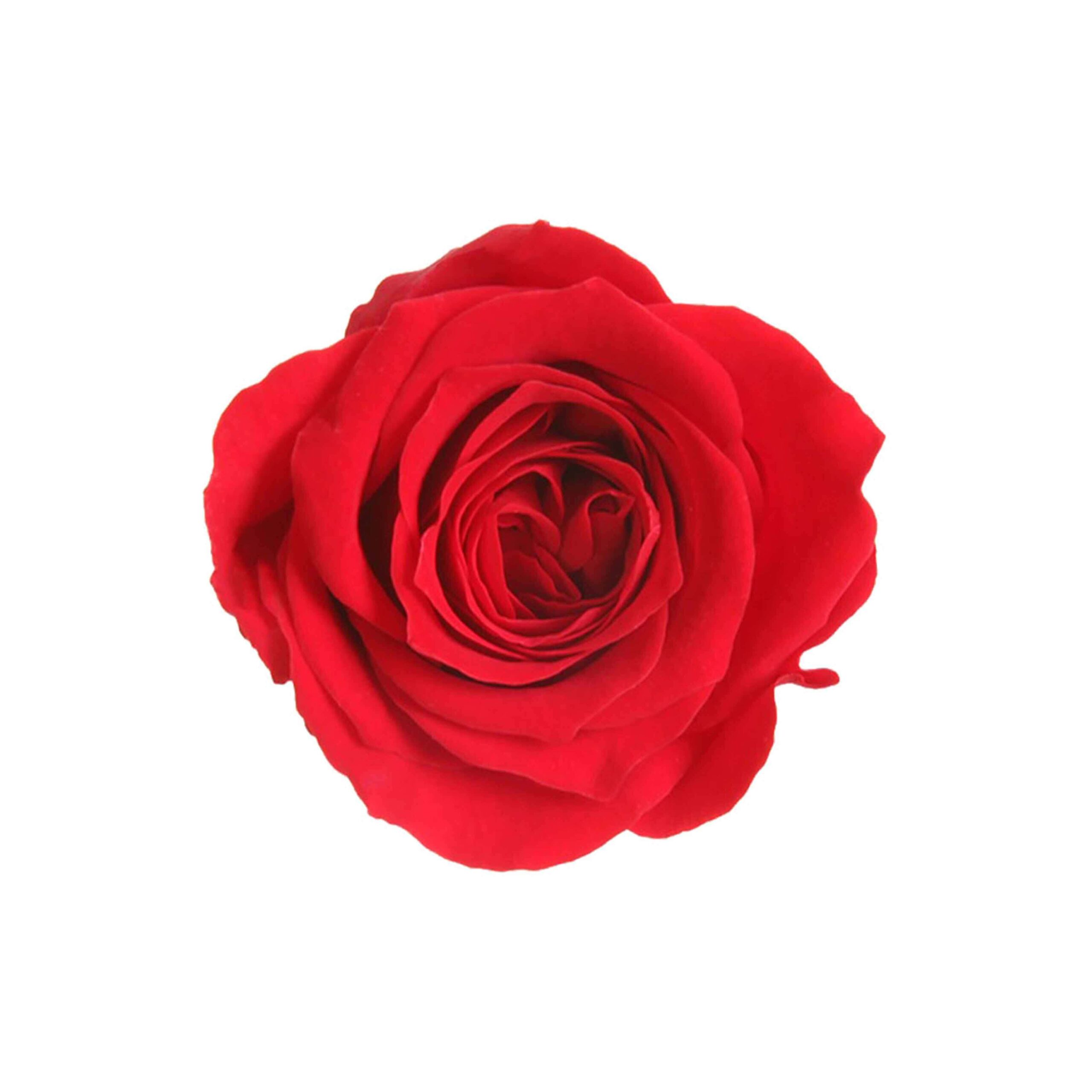 Box mini rose rosse - immagine 2