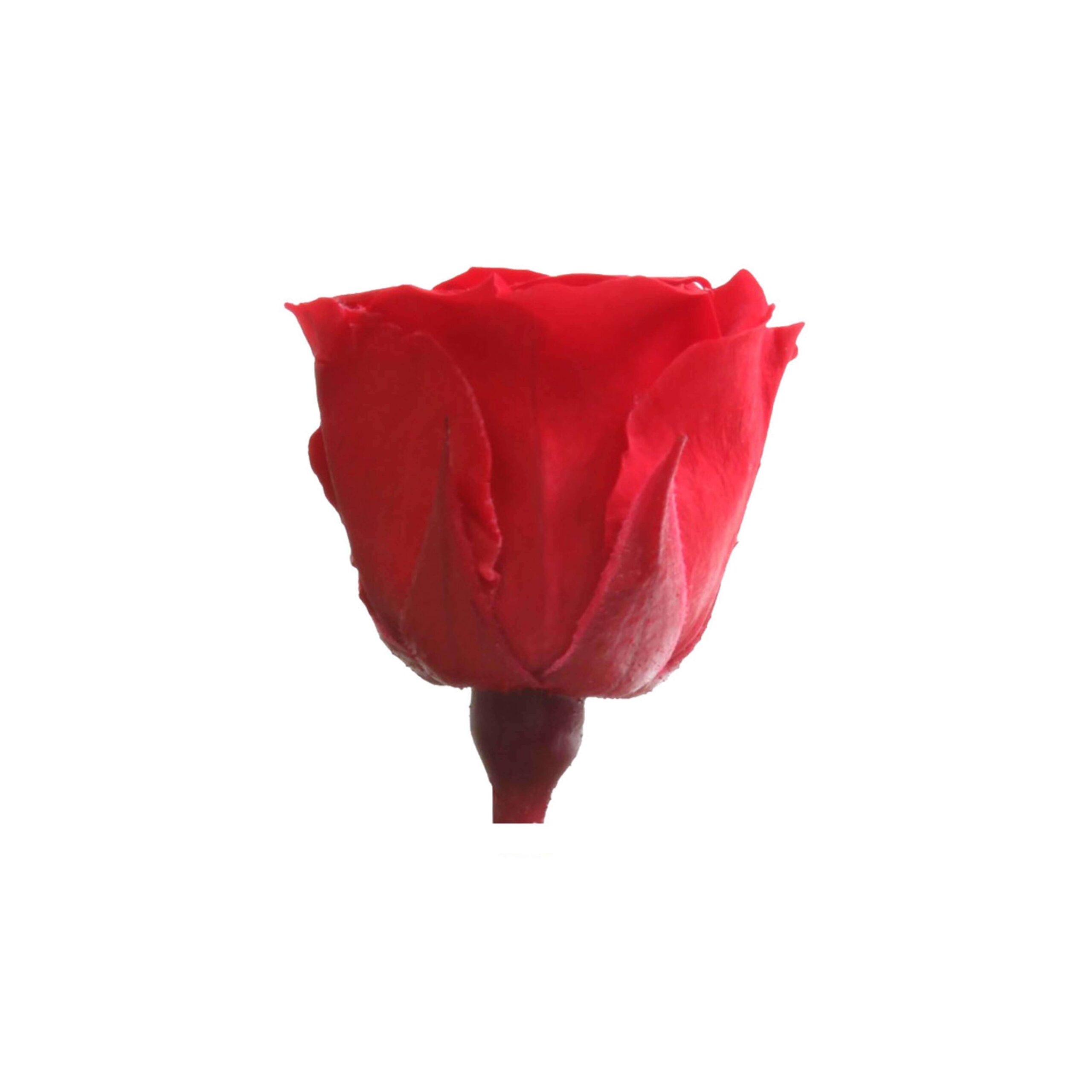 Box mini rose rosse - immagine 3