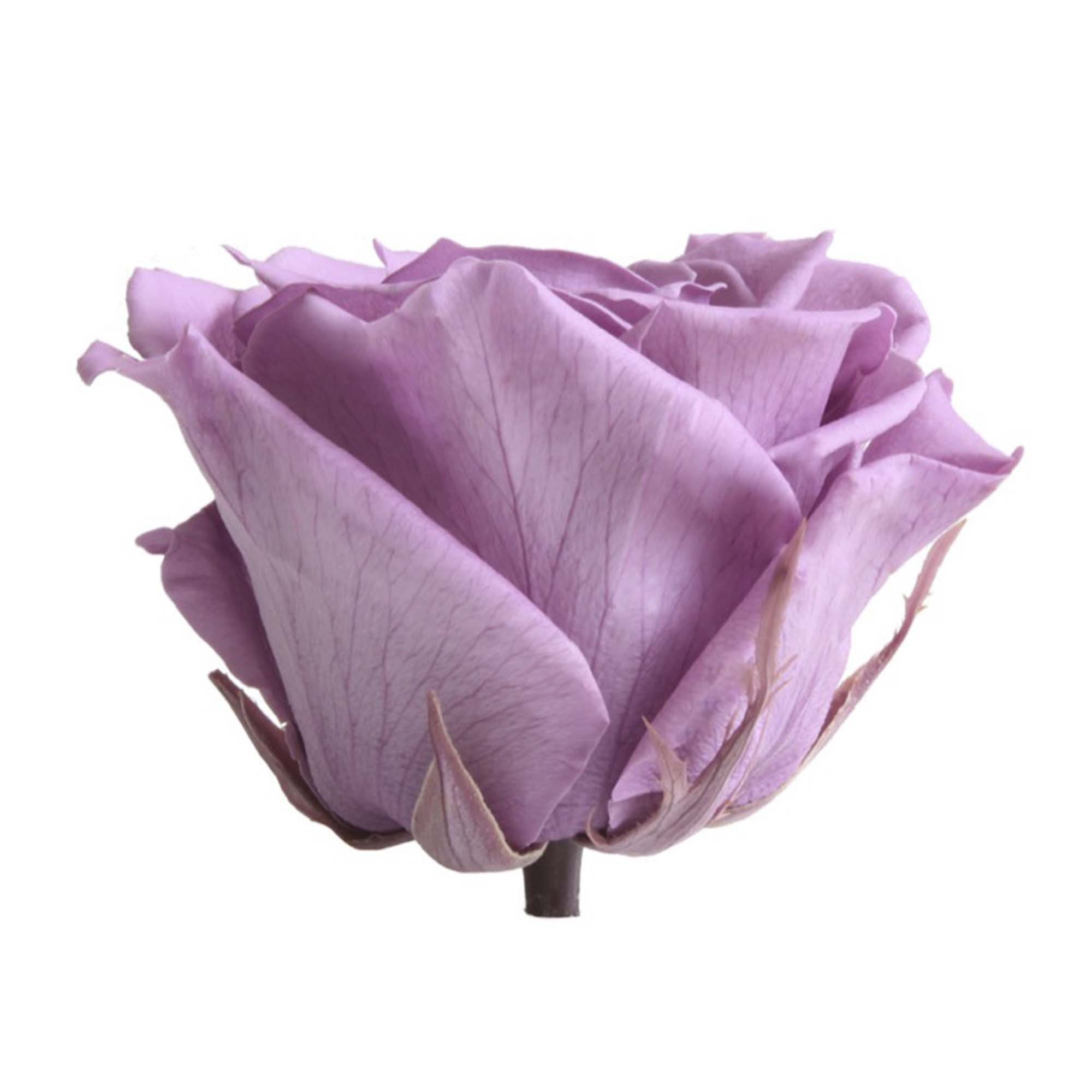 Box rose premium lilla - immagine 3