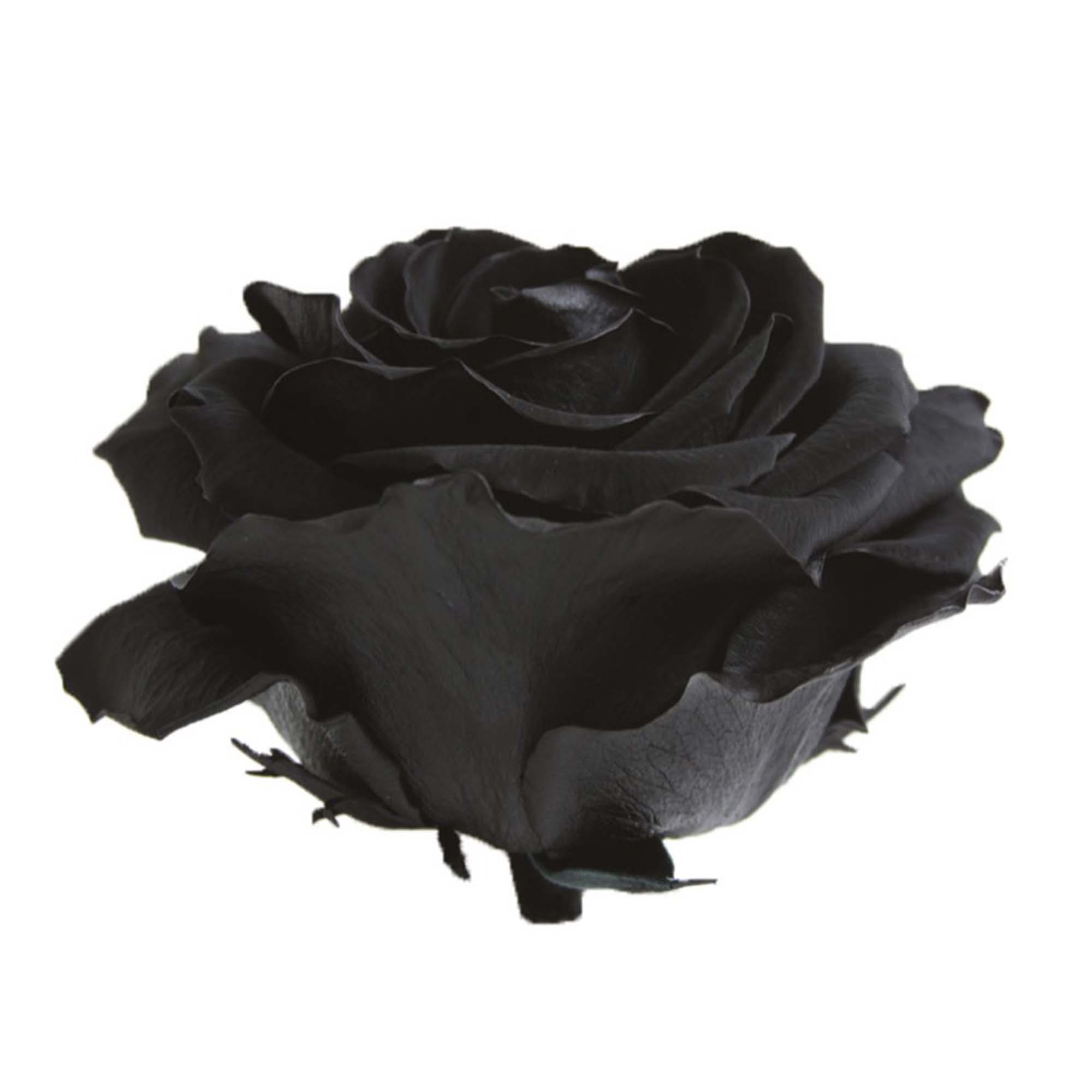 Box rose premium nere - immagine 3