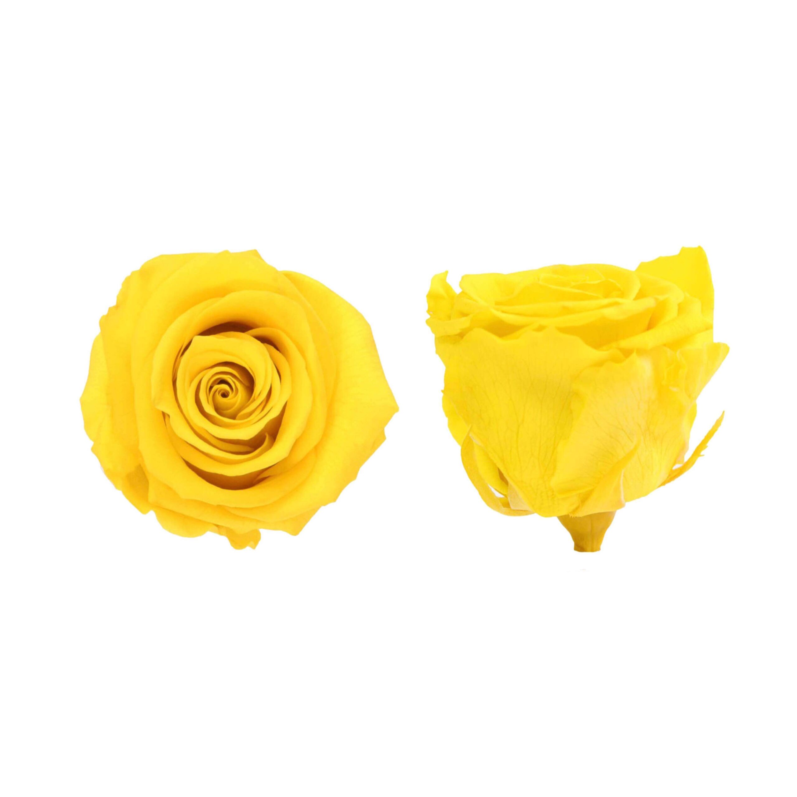 Box rosa standard giallo brillante - immagine 2
