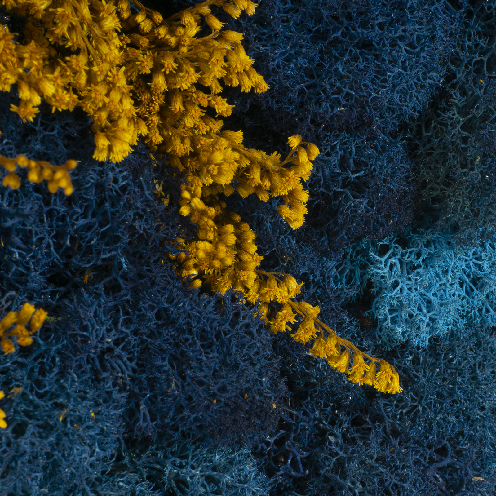 Quadro Cascata di fiori e lichene - immagine 3