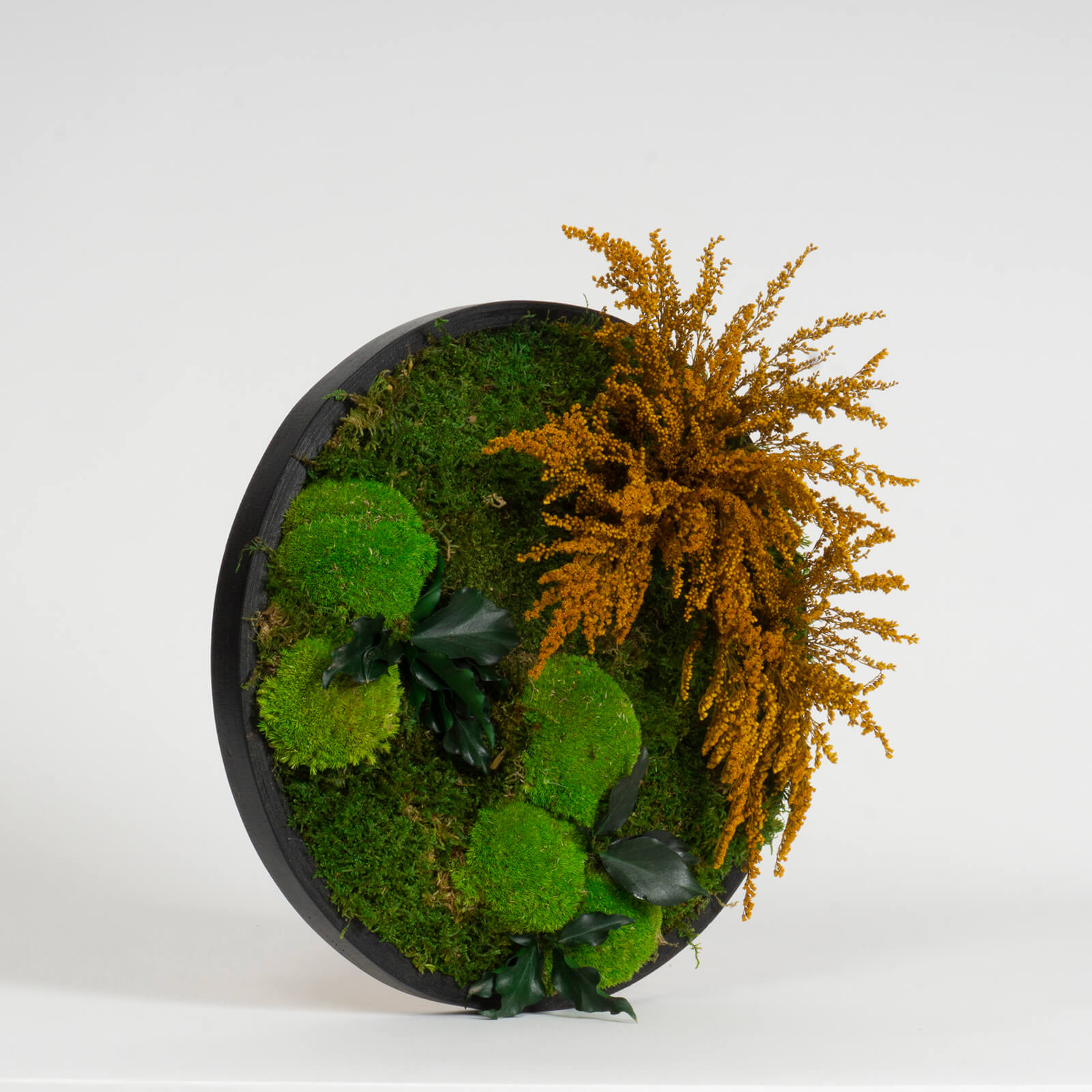 Cerchio Muschio e Solidago - immagine 2