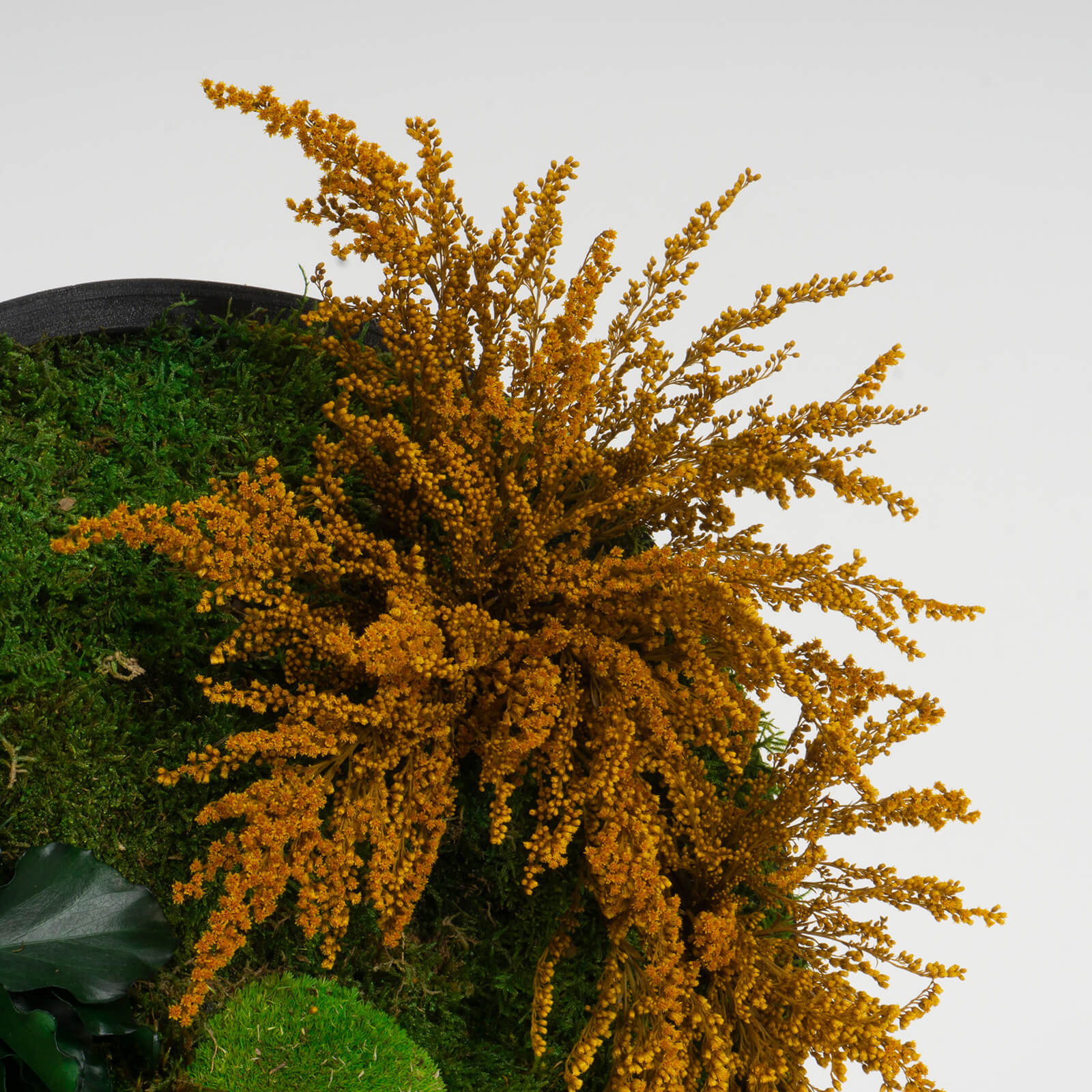 Cerchio Muschio e Solidago - immagine 3