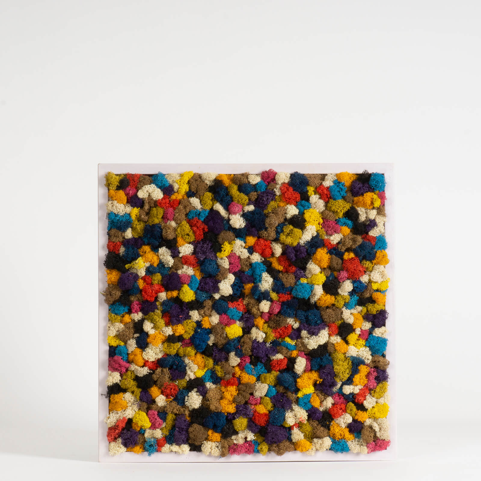 Quadro Coriandoli di lichene stabilizzato
