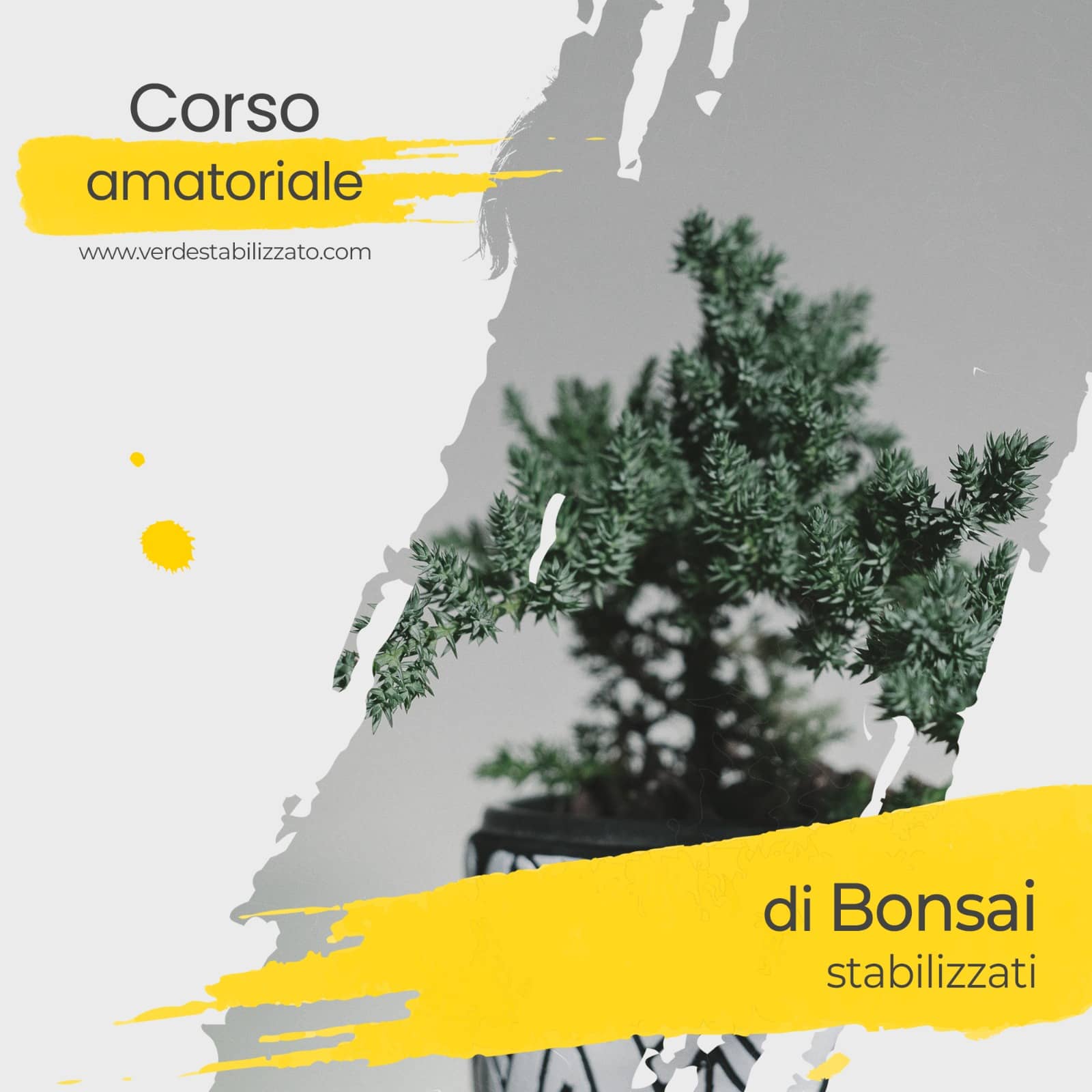 Corso Amatoriale Bonsai stabilizzato