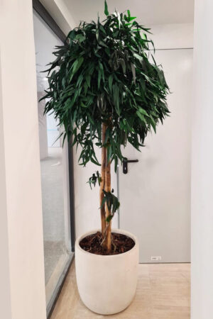 Albero Eucalipto willow