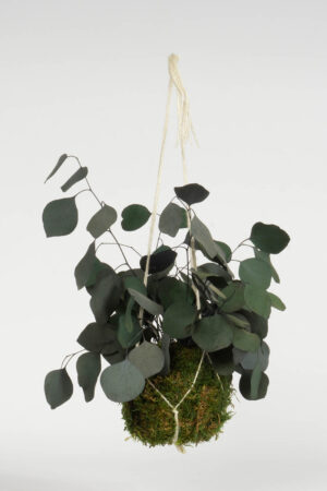 Kokedama Eucalipto popolus verde