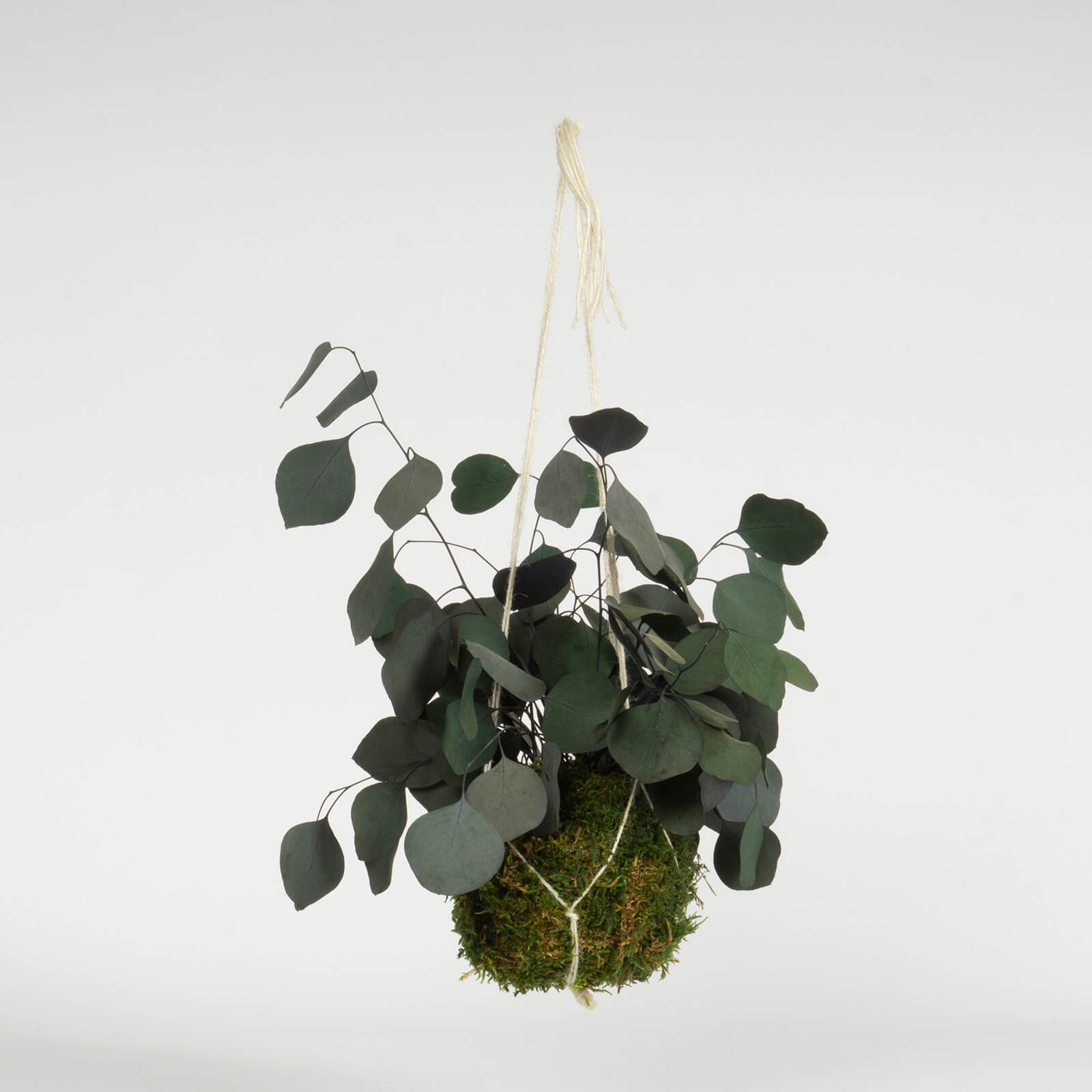 Kokedama Eucalipto popolus verde