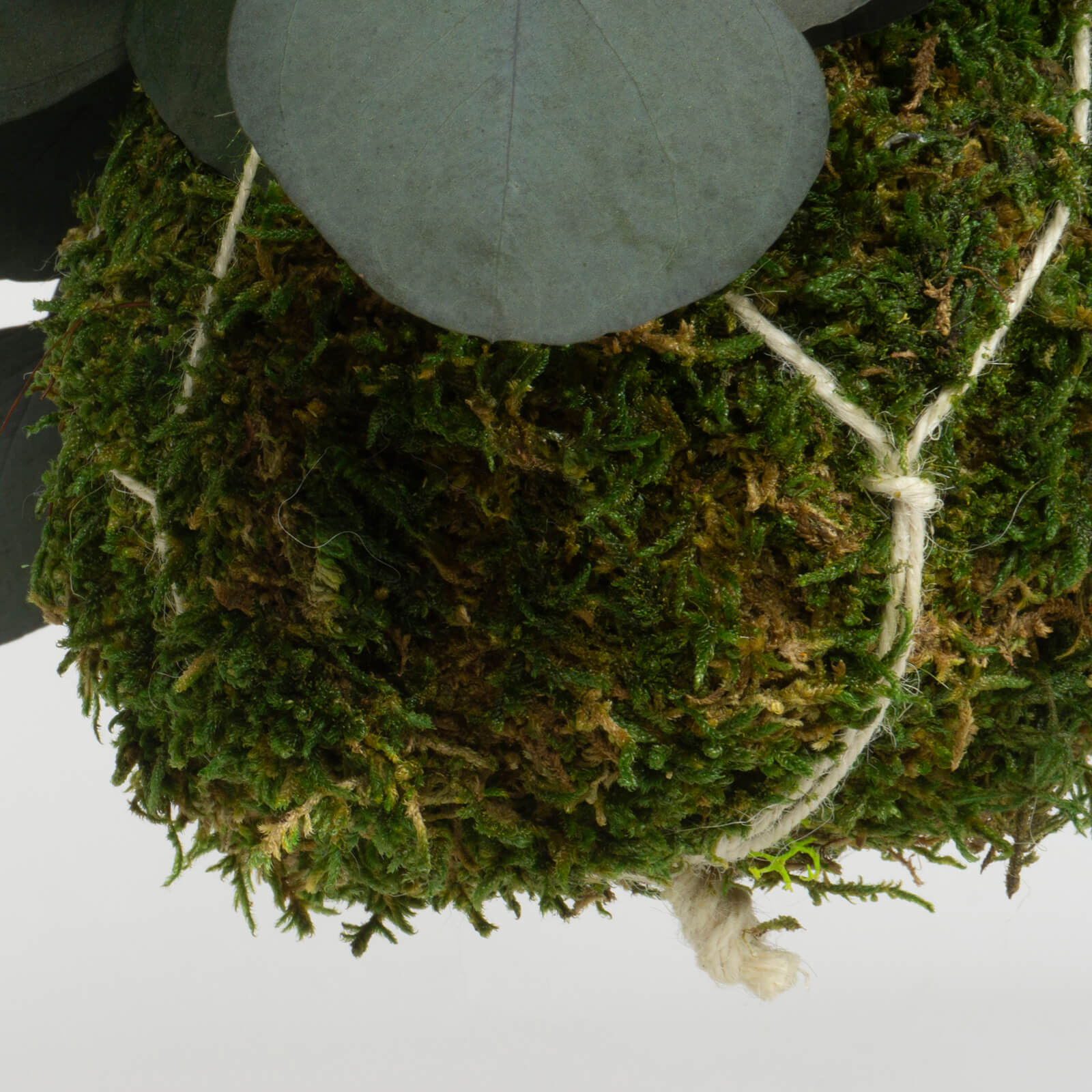 Kokedama Eucalipto popolus verde - immagine 2