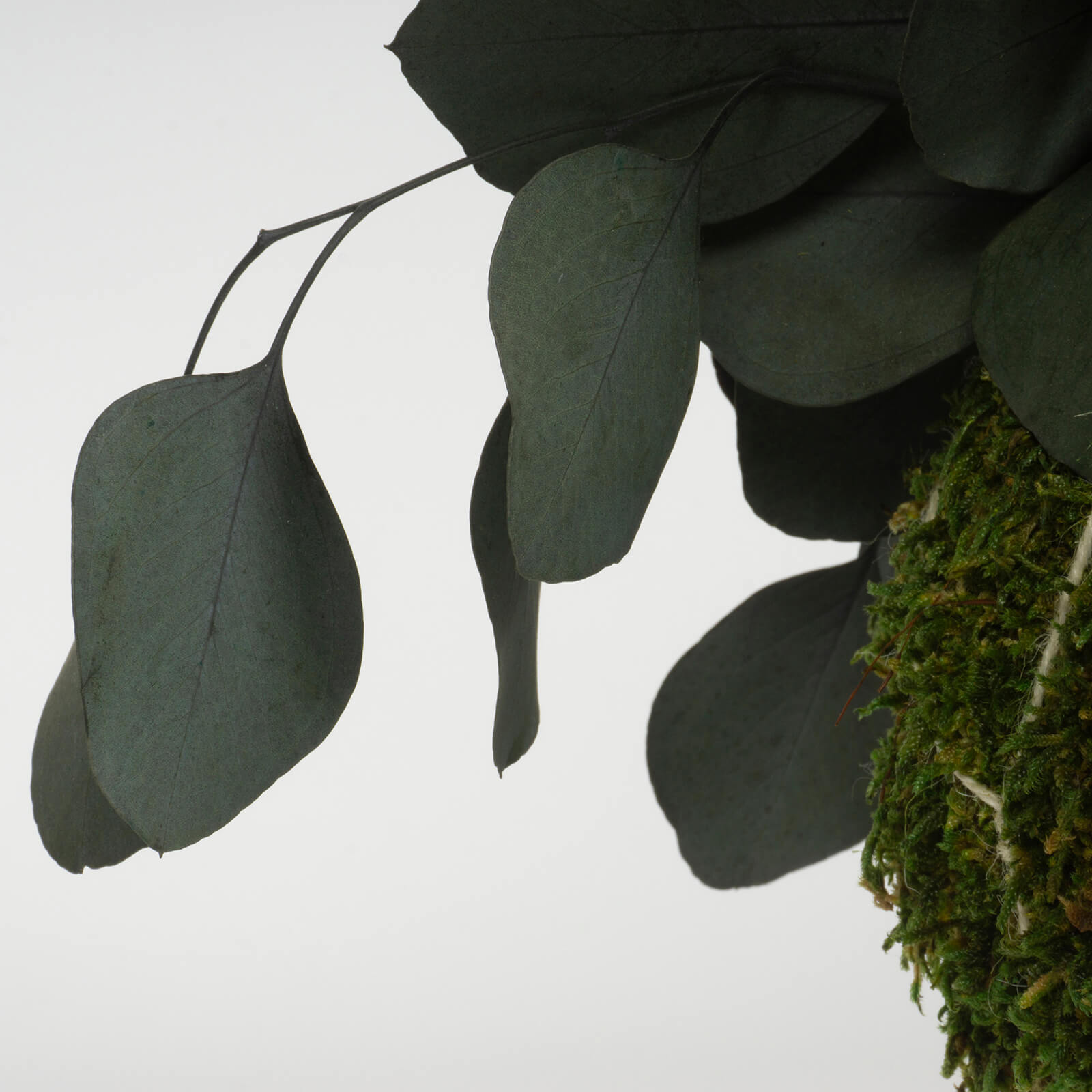 Kokedama Eucalipto popolus verde - immagine 3