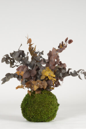 Kokedama Eucalipto bicolor