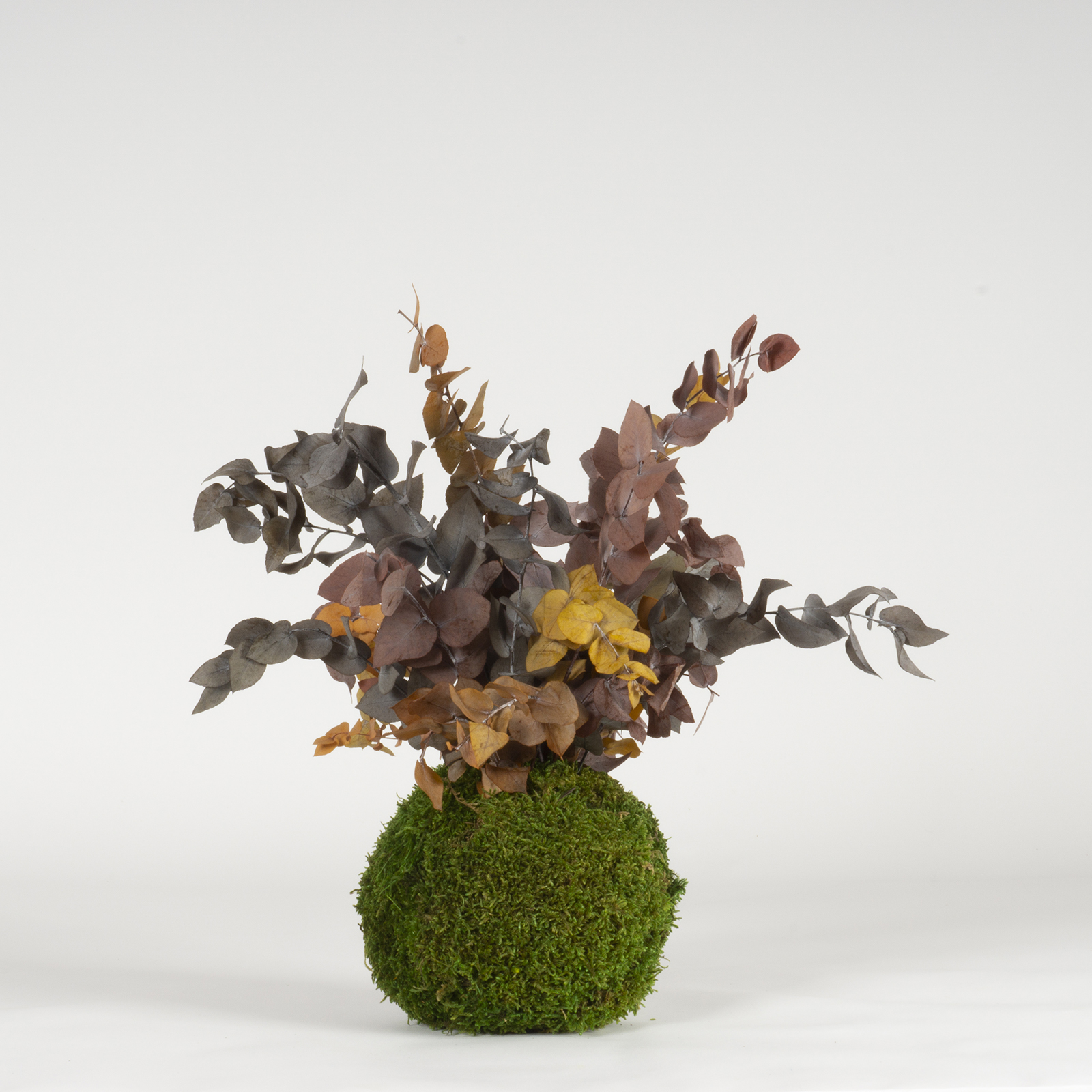 Kokedama Eucalipto bicolor