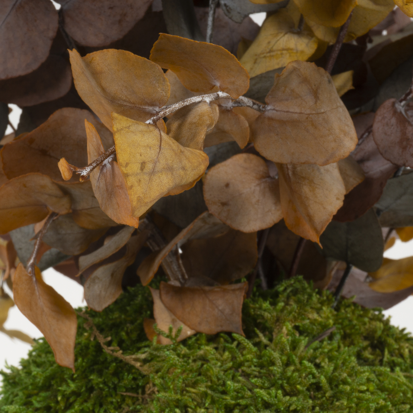Kokedama Eucalipto bicolor - immagine 2