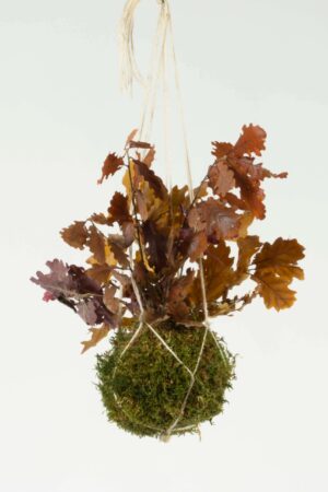 Kokedama Quercia