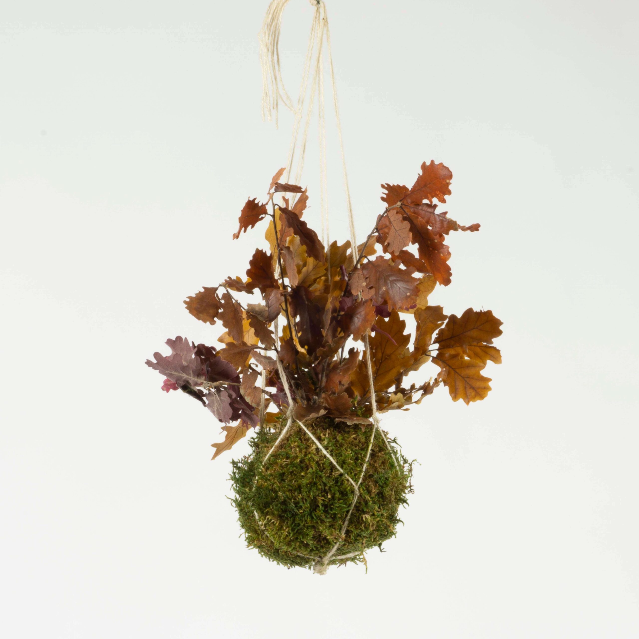 Kokedama Quercia