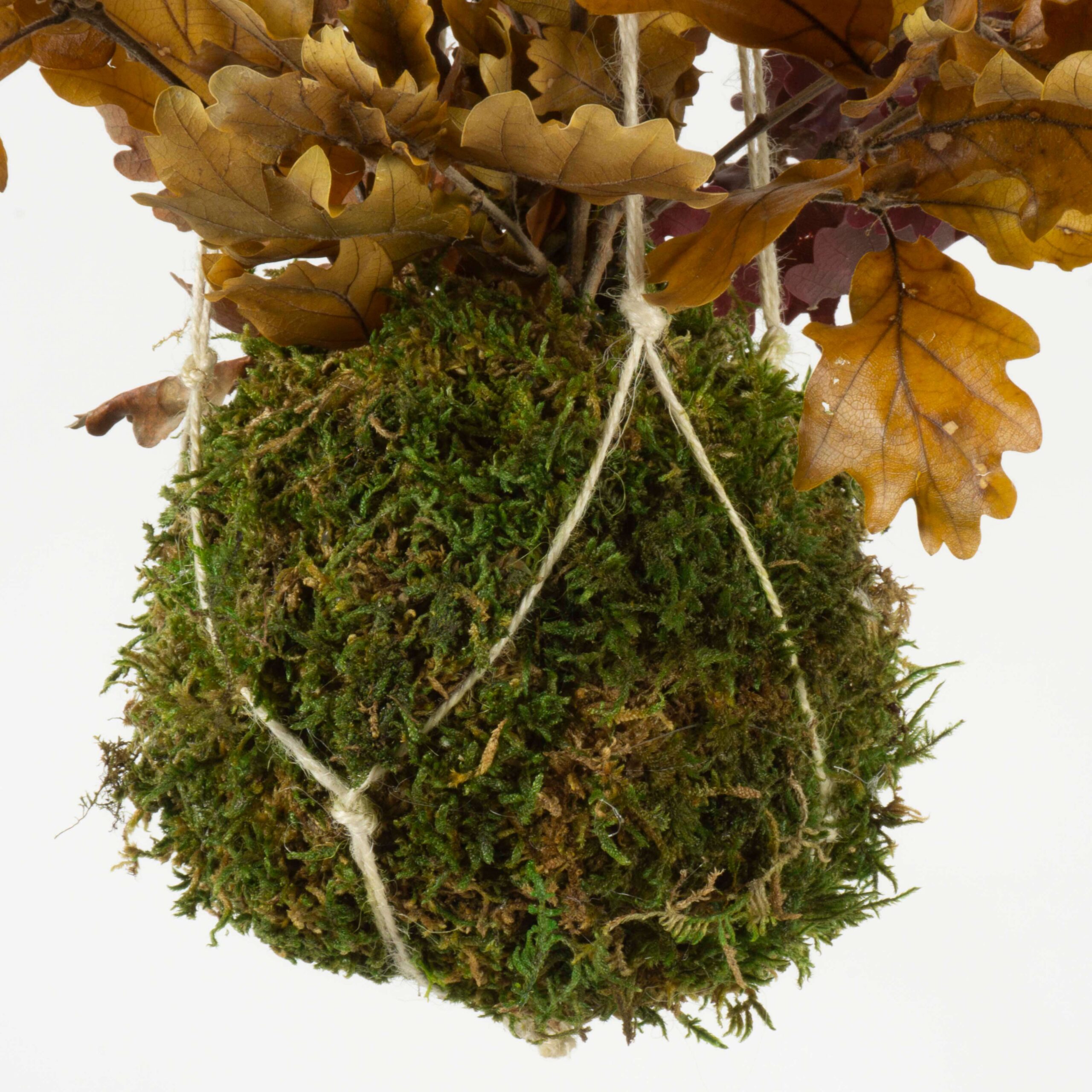 Kokedama Quercia - immagine 2