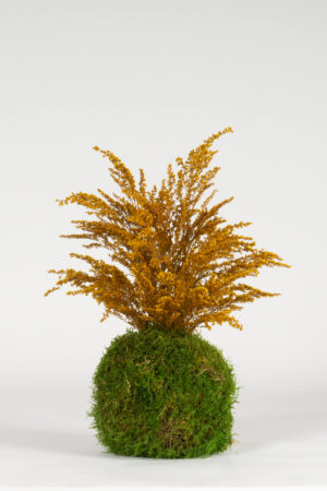 Kokedama Solidago