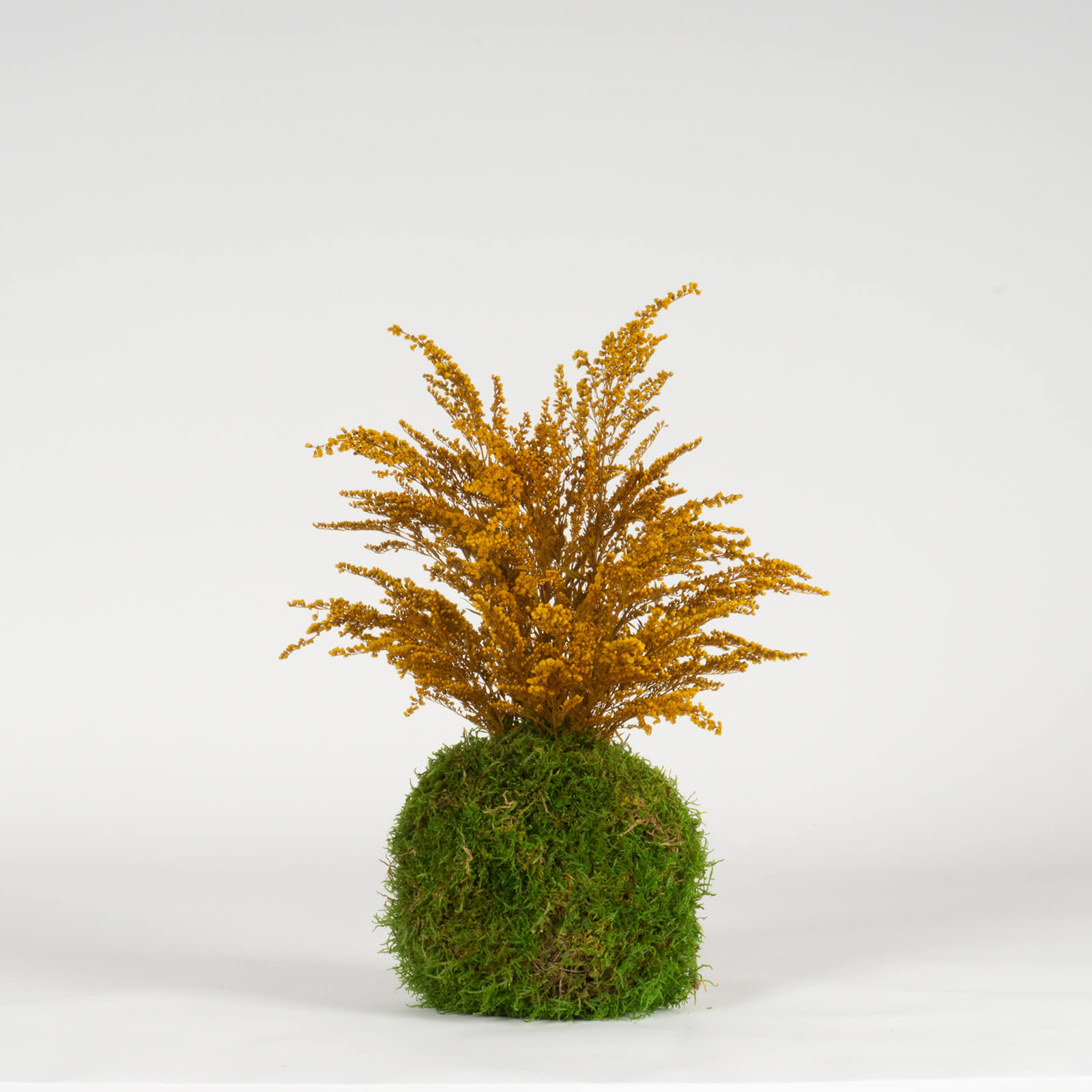 Kokedama Solidago