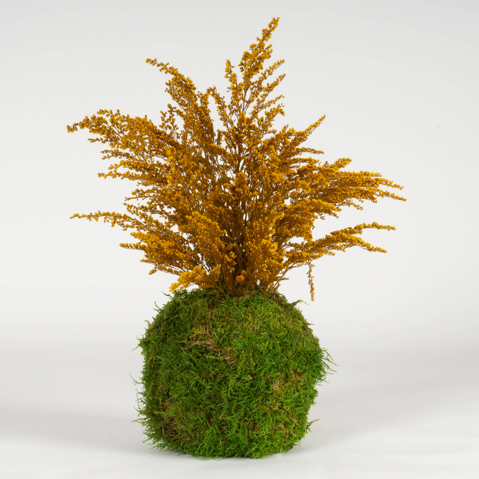 Kokedama Solidago - immagine 2