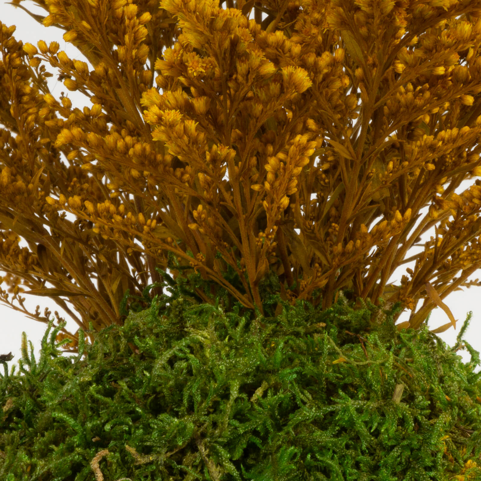 Kokedama Solidago - immagine 3