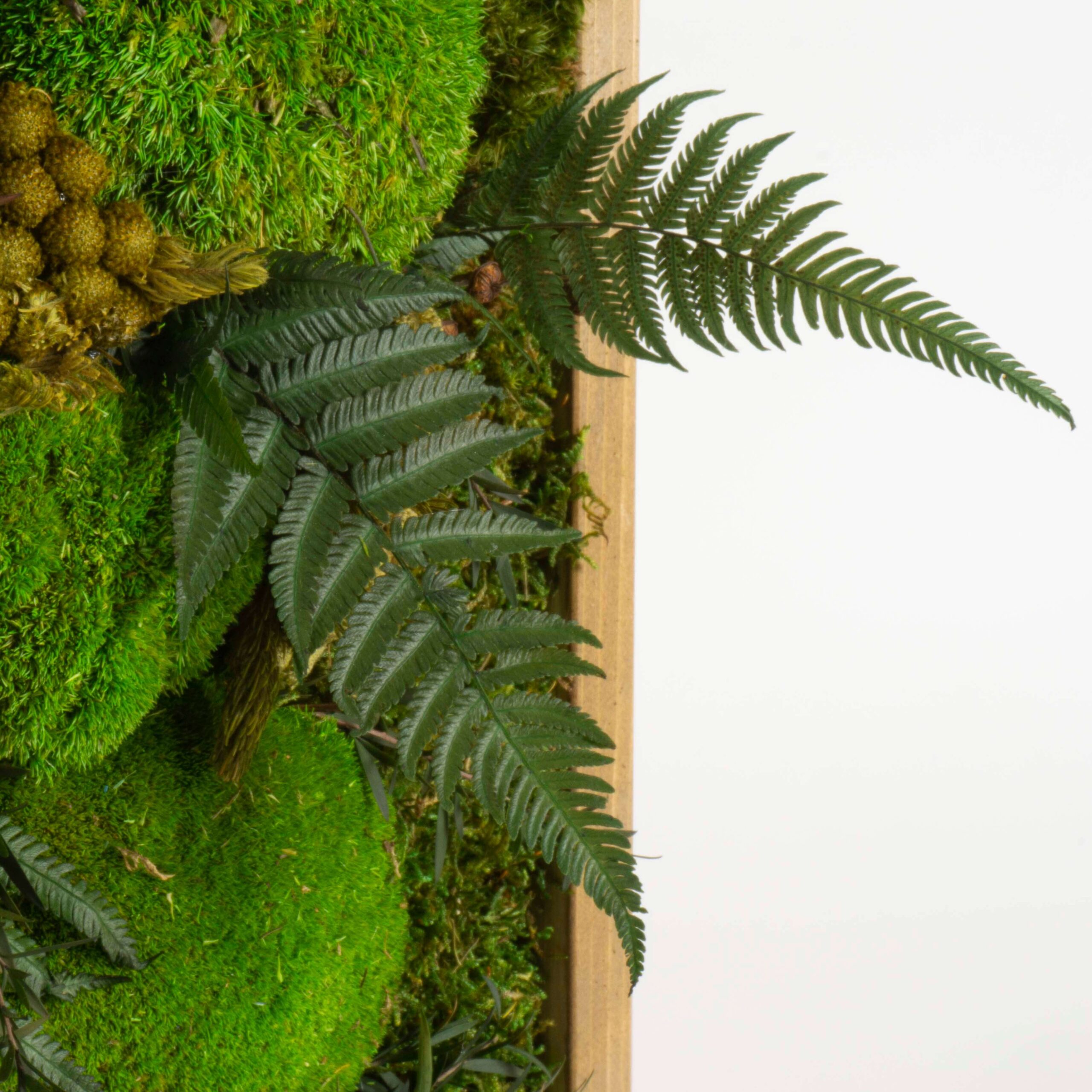 Mini foresta stabilizzata - immagine 3